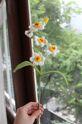 Daffodil (Narcissus)